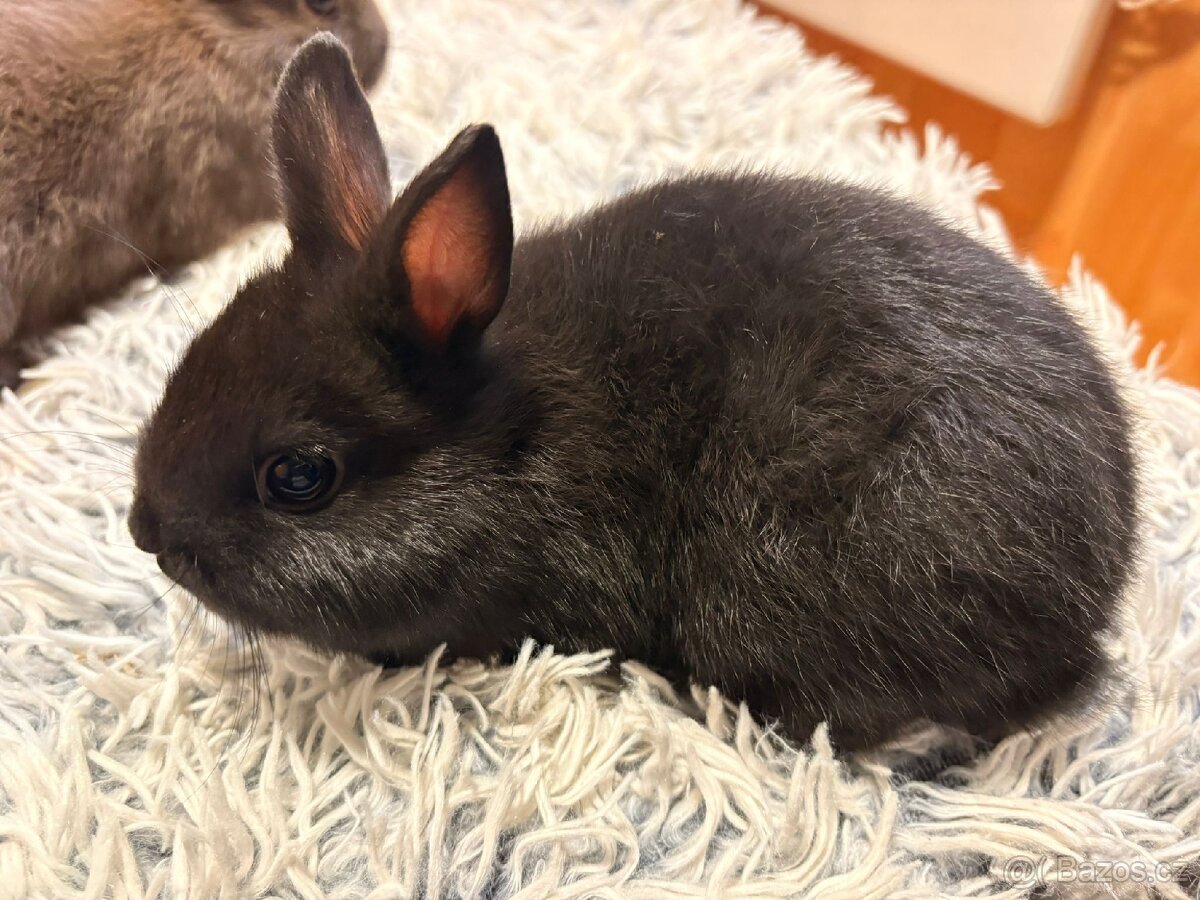 Zakrslý králíček