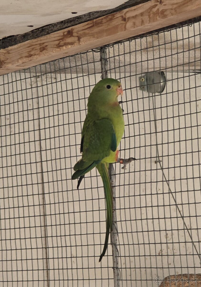 Papoušek nádherný