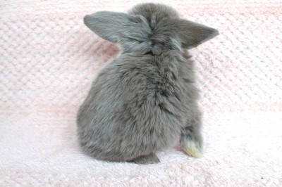 Sameček minilop Miky