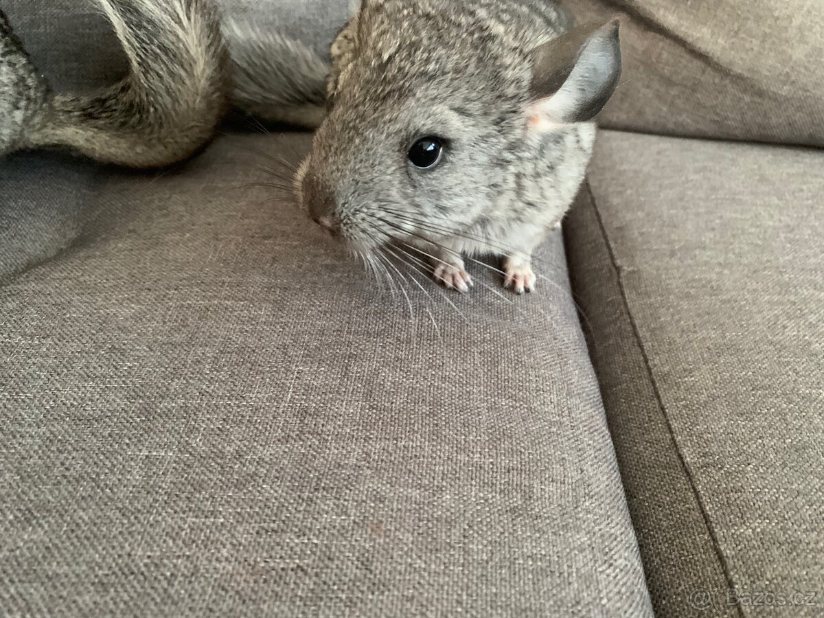 seda cincila