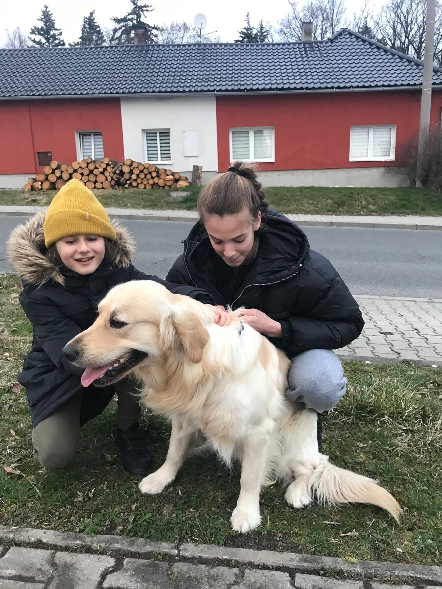 Prodám zlatého retrievera