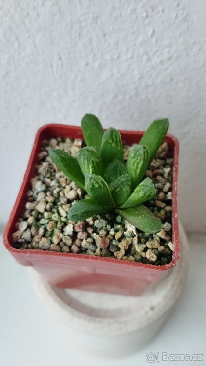 Haworthia sp. (hybrid)