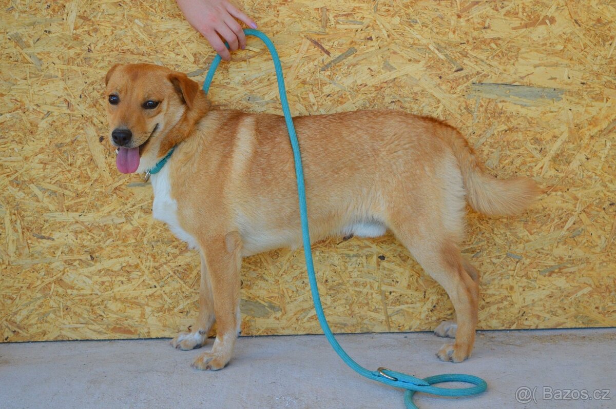 ORION K ADOPCI - 8 MĚSÍCŮ,HRAVÝ,KONTATKNÍ,ZVĚDAVÝ