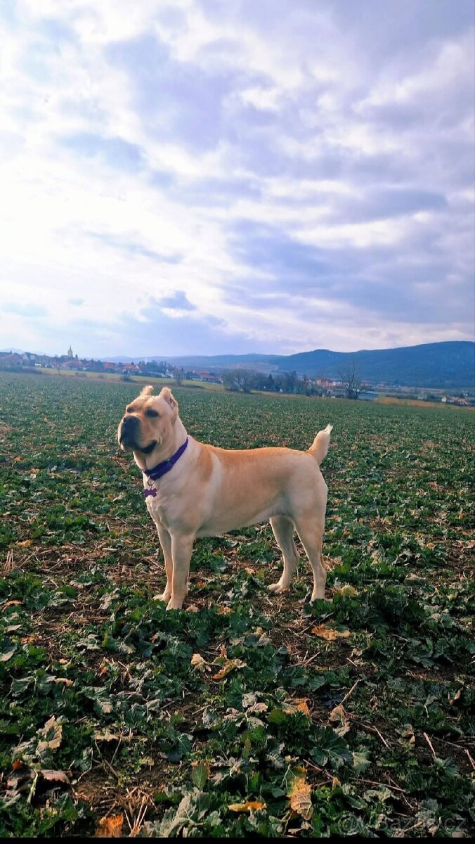 Cane Corso