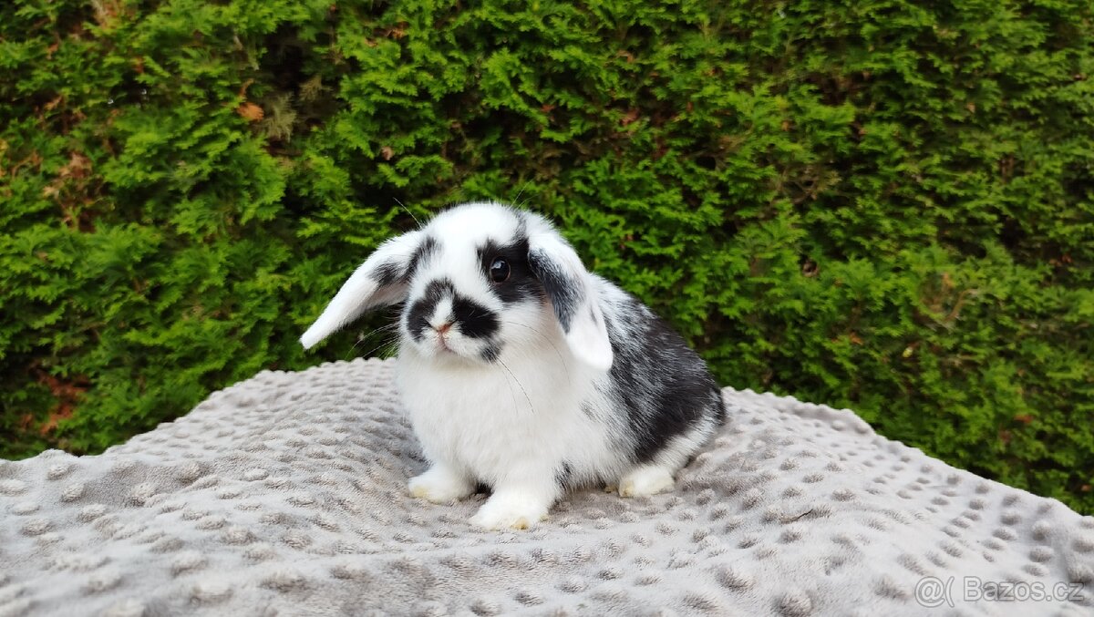 Zakrslý beránek, králíček, králík - NAOMI