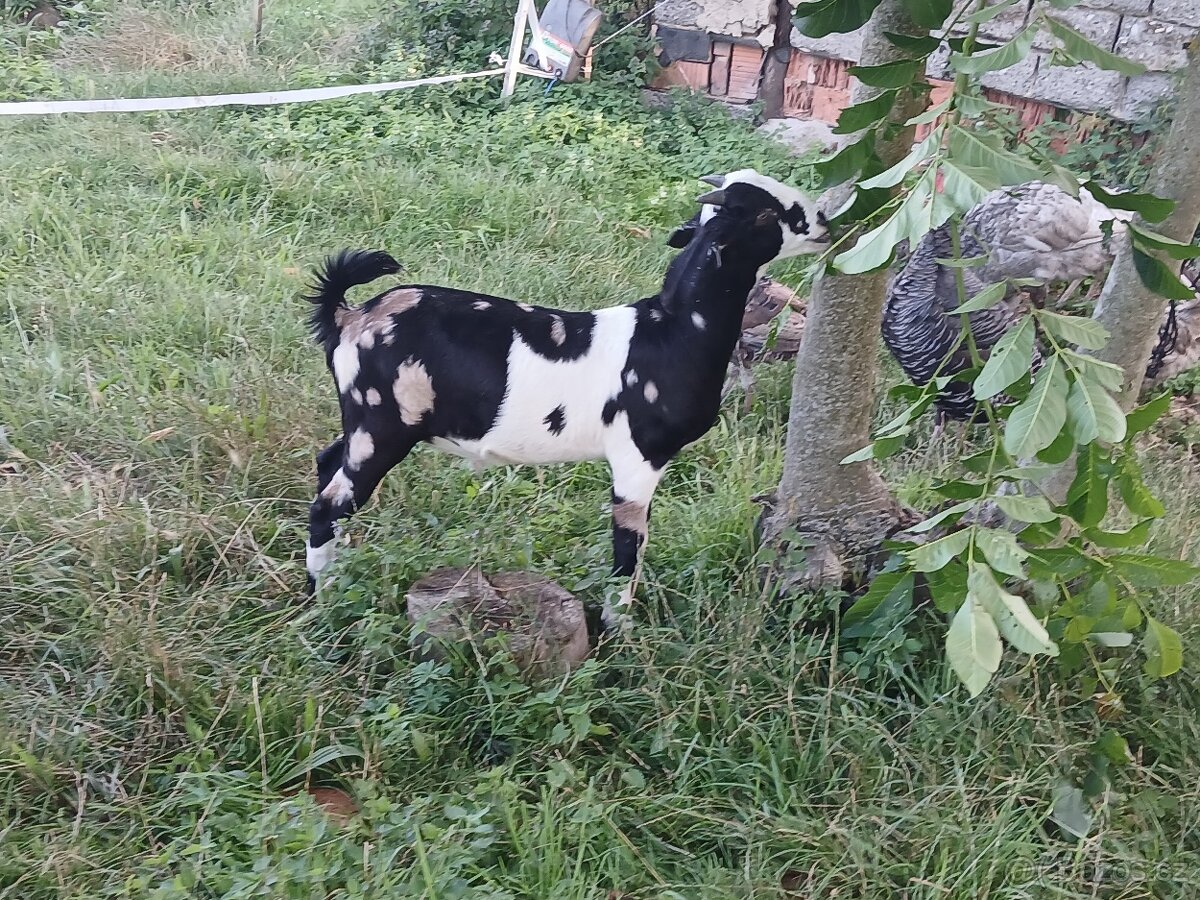 Anglonubijský kozel