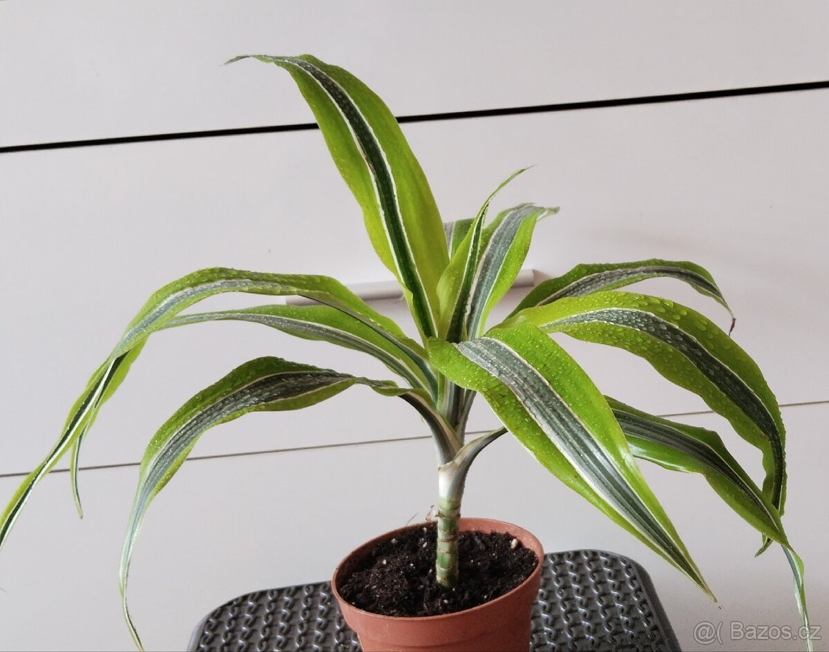 Dracena1