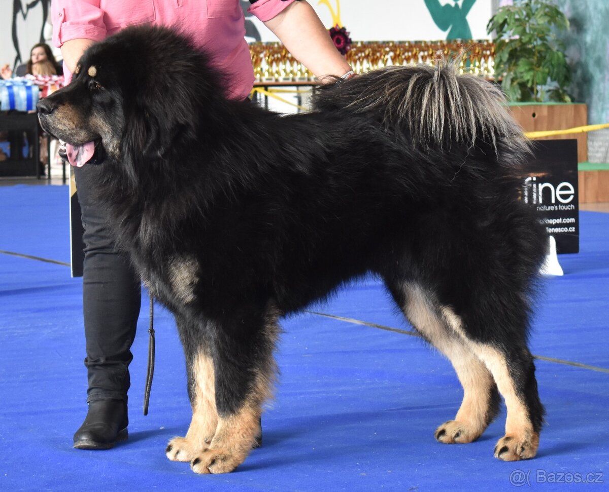 Tibetská doga štěňata s PP (FCI) leden 2026