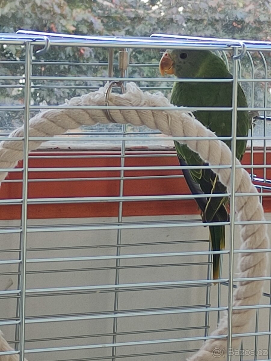 Alexander ciernohlavy