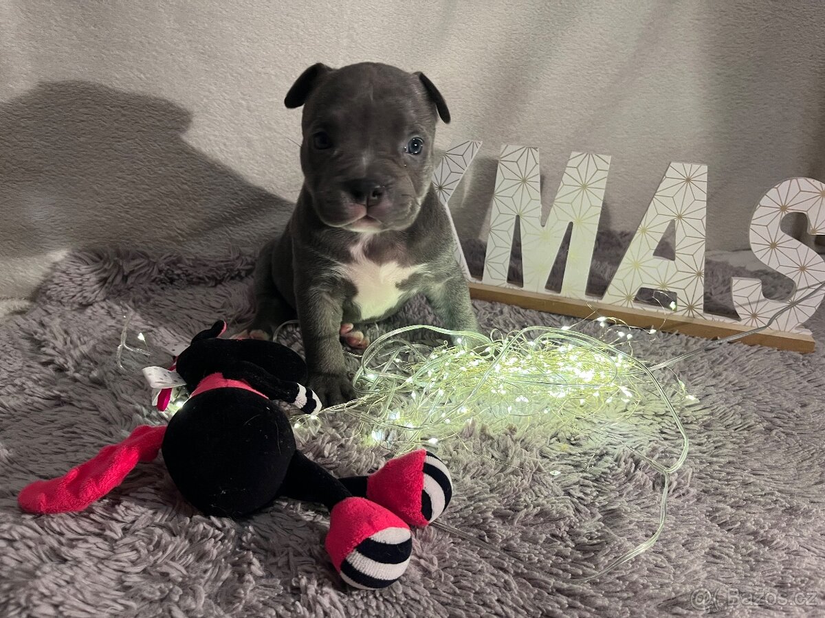 American bully pocket