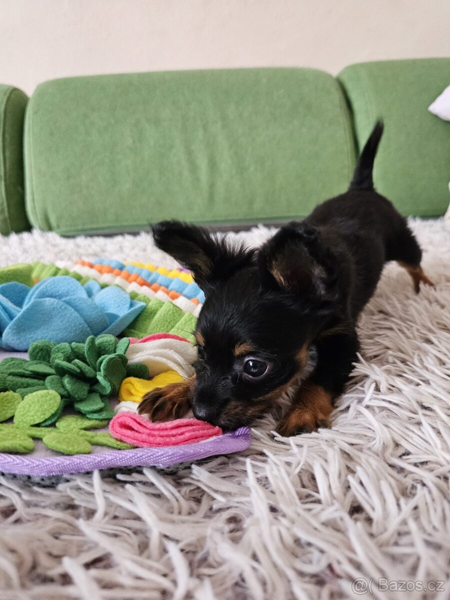 Ruský toy s PP v FCI