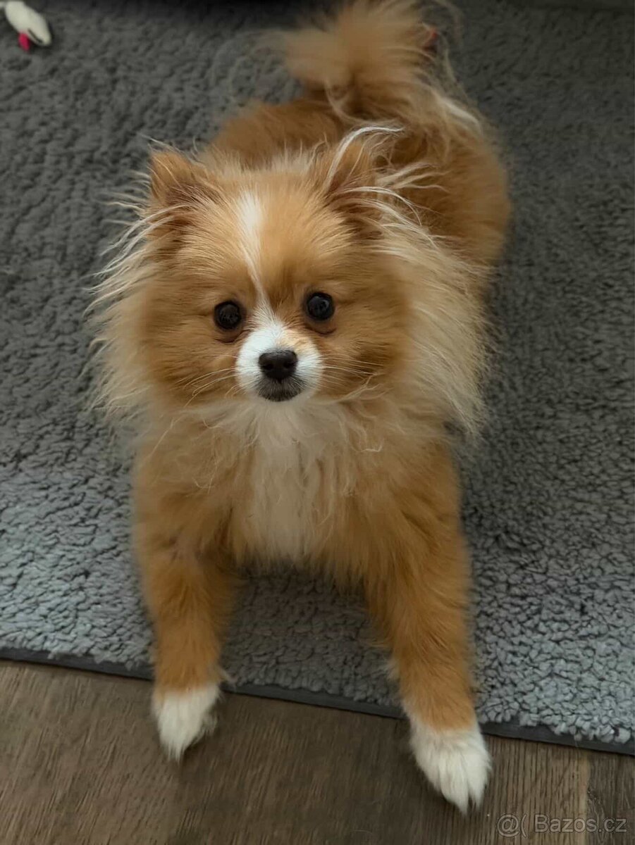 Prodám krásného pomeranian špice