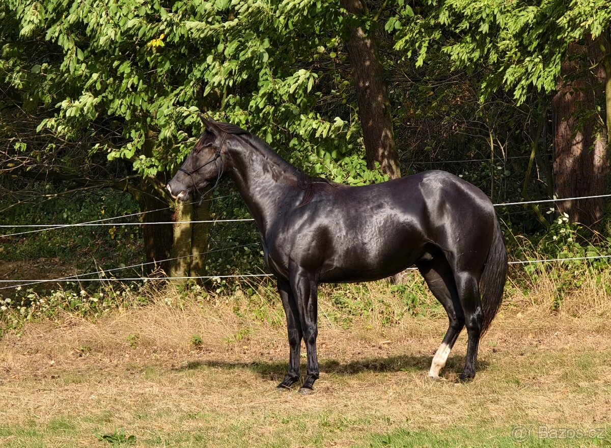 Černý Quarter horse