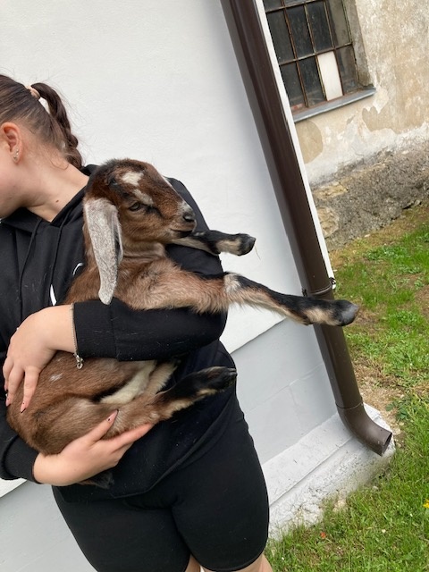 Anglonubijská koza