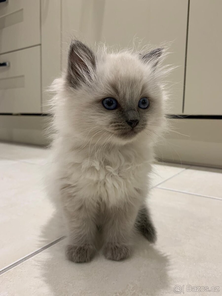 Sháníme koťátko Ragdoll/nebo dospělou kočičku