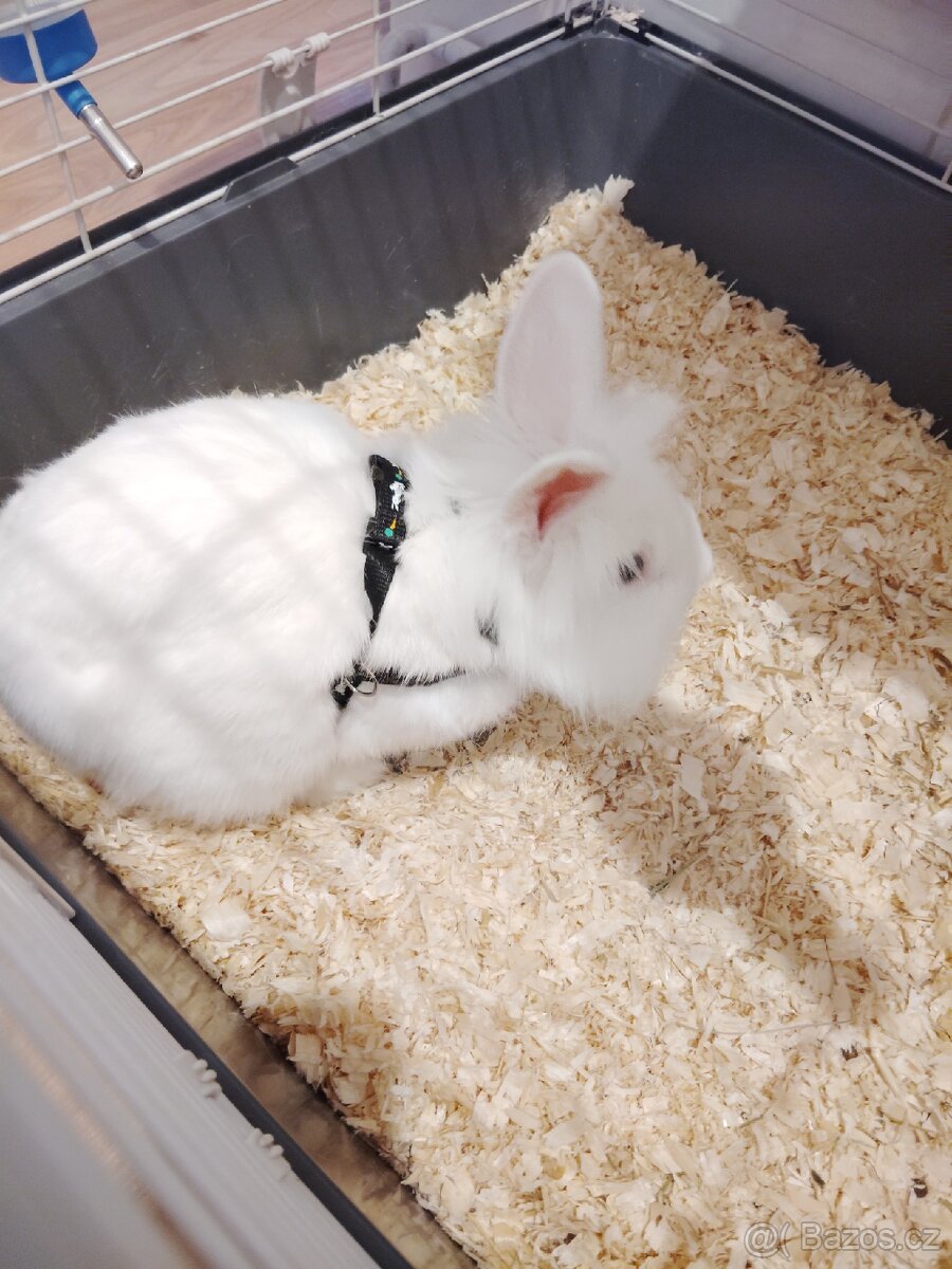 Králík