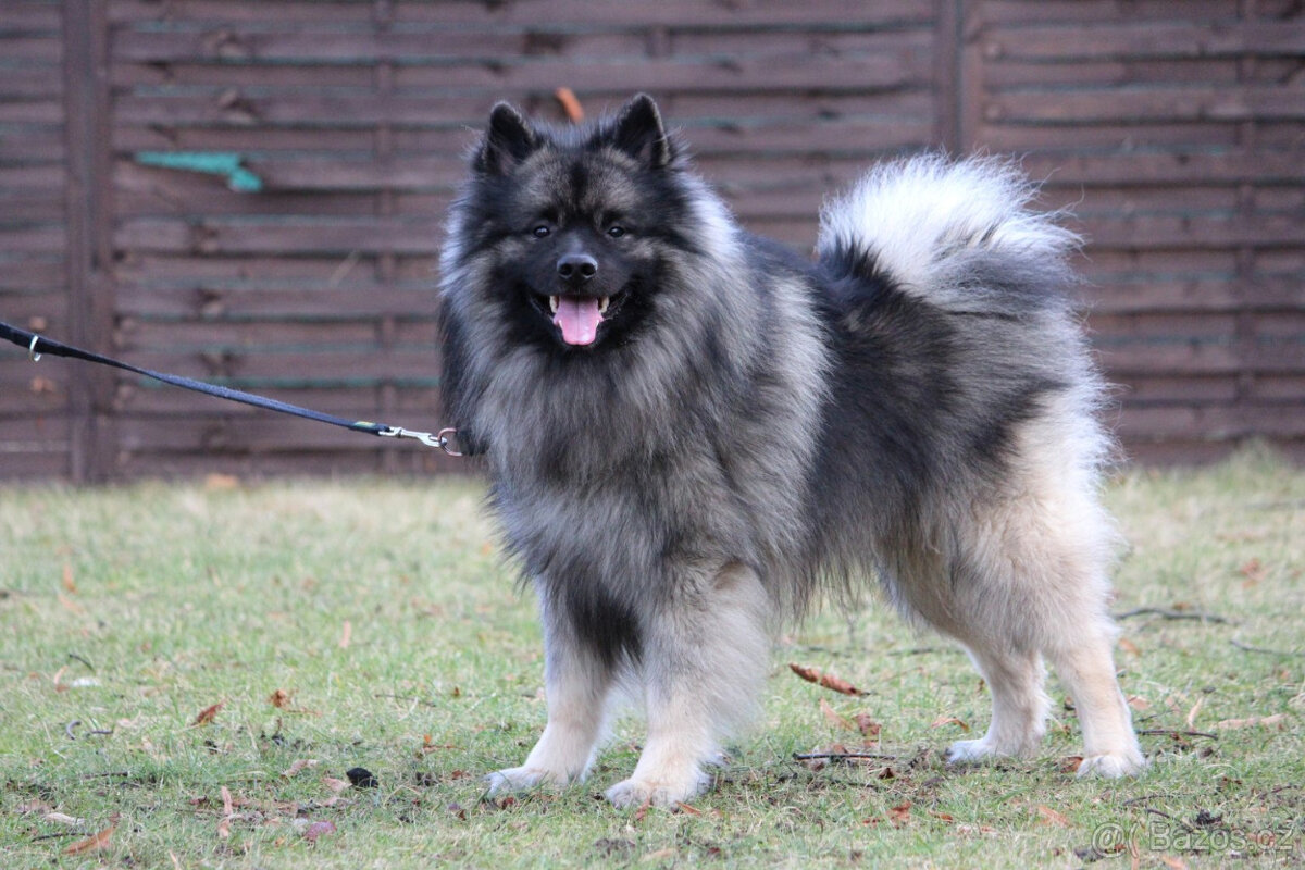 Vlčí špic/keeshond s PP ke krytí