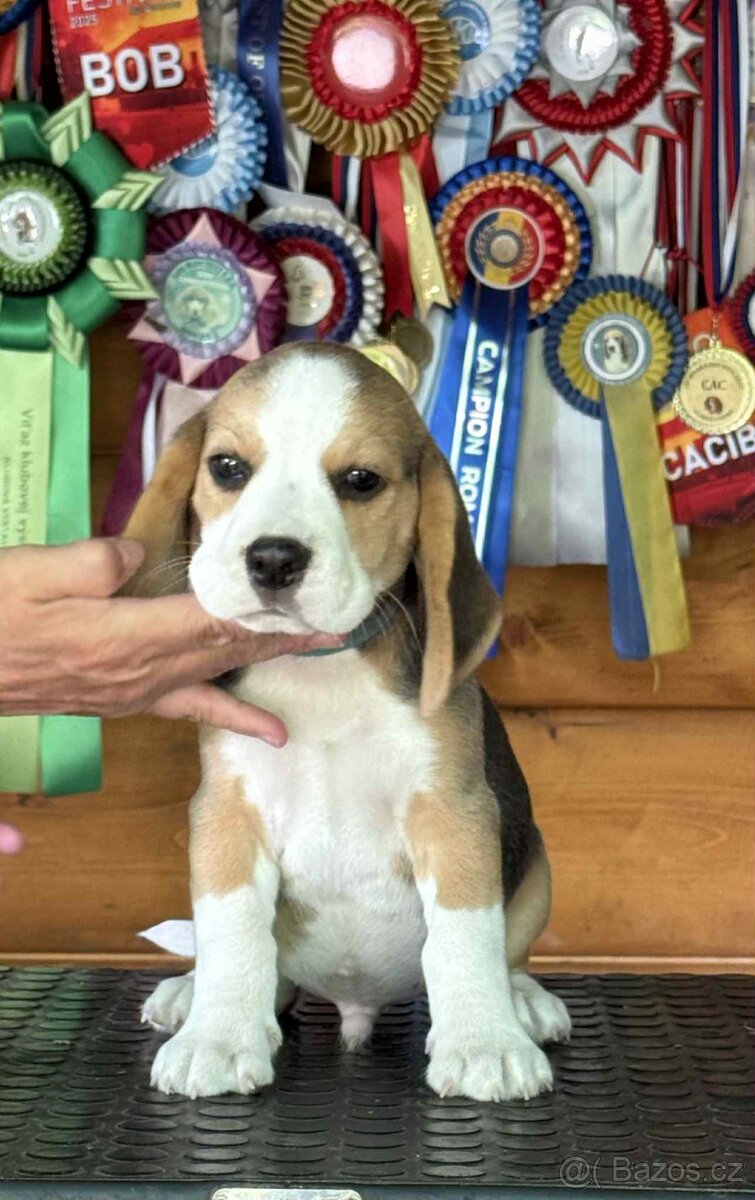 Bigel, bigl, beagle s PP