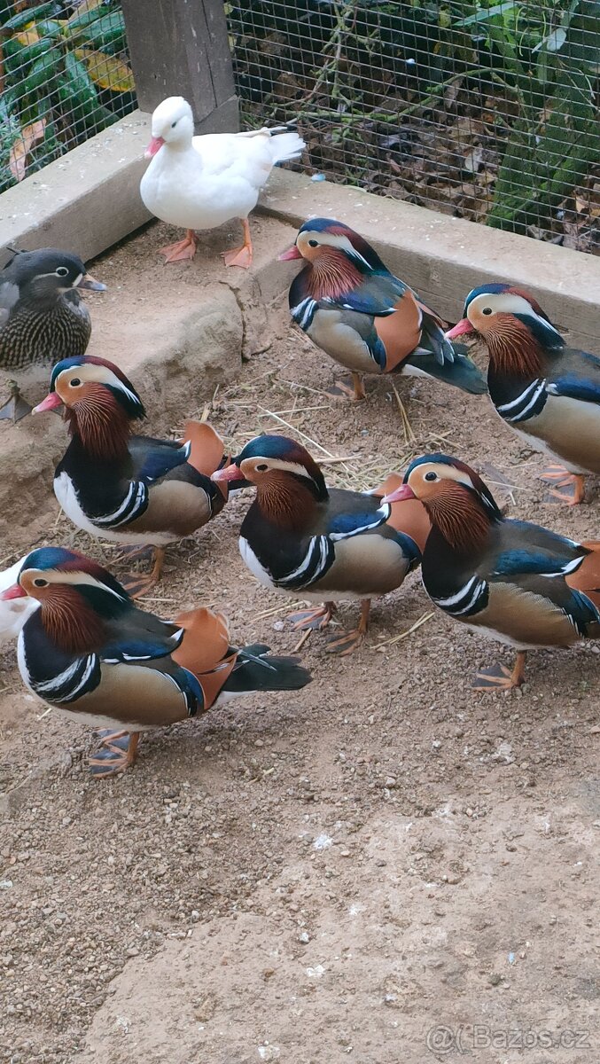 Kachnička mandarinska