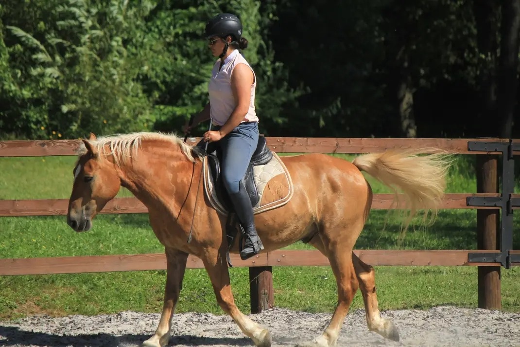 Pronájem Haflinga Rynoltice Liberecký kraj