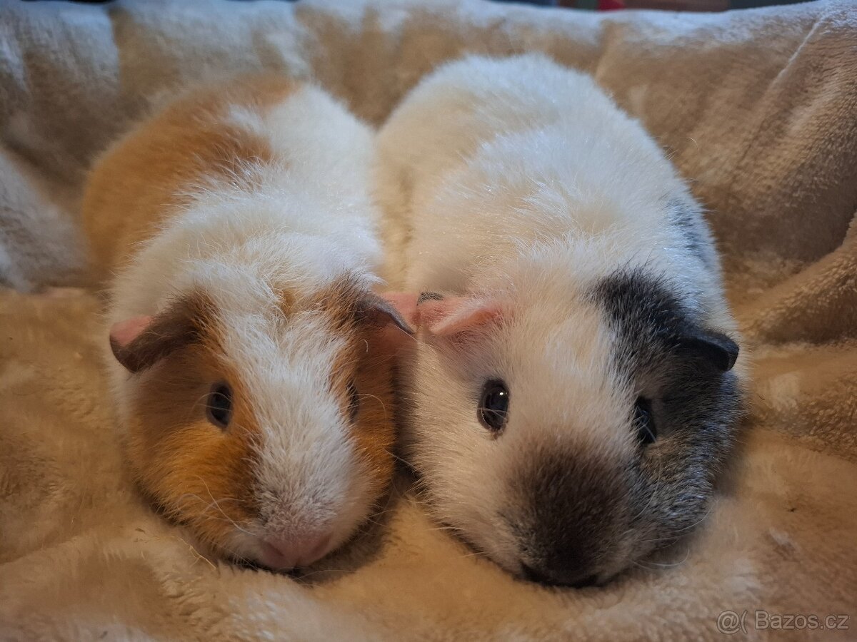 Morče - dvě holčičky US Teddy