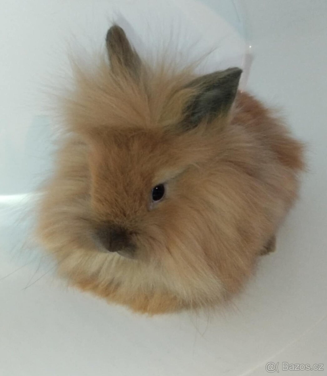 Zakrslý králíček bez PP sameček Frony