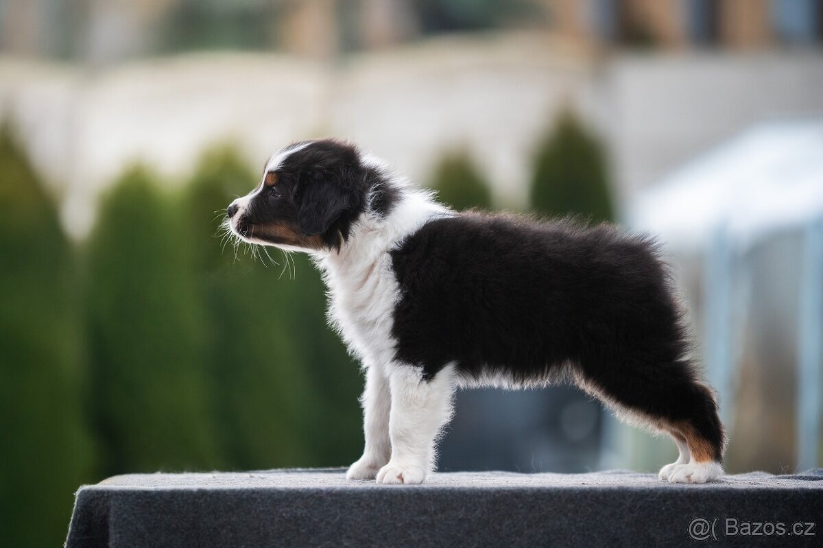 Border kolie štěně 2 měsíční