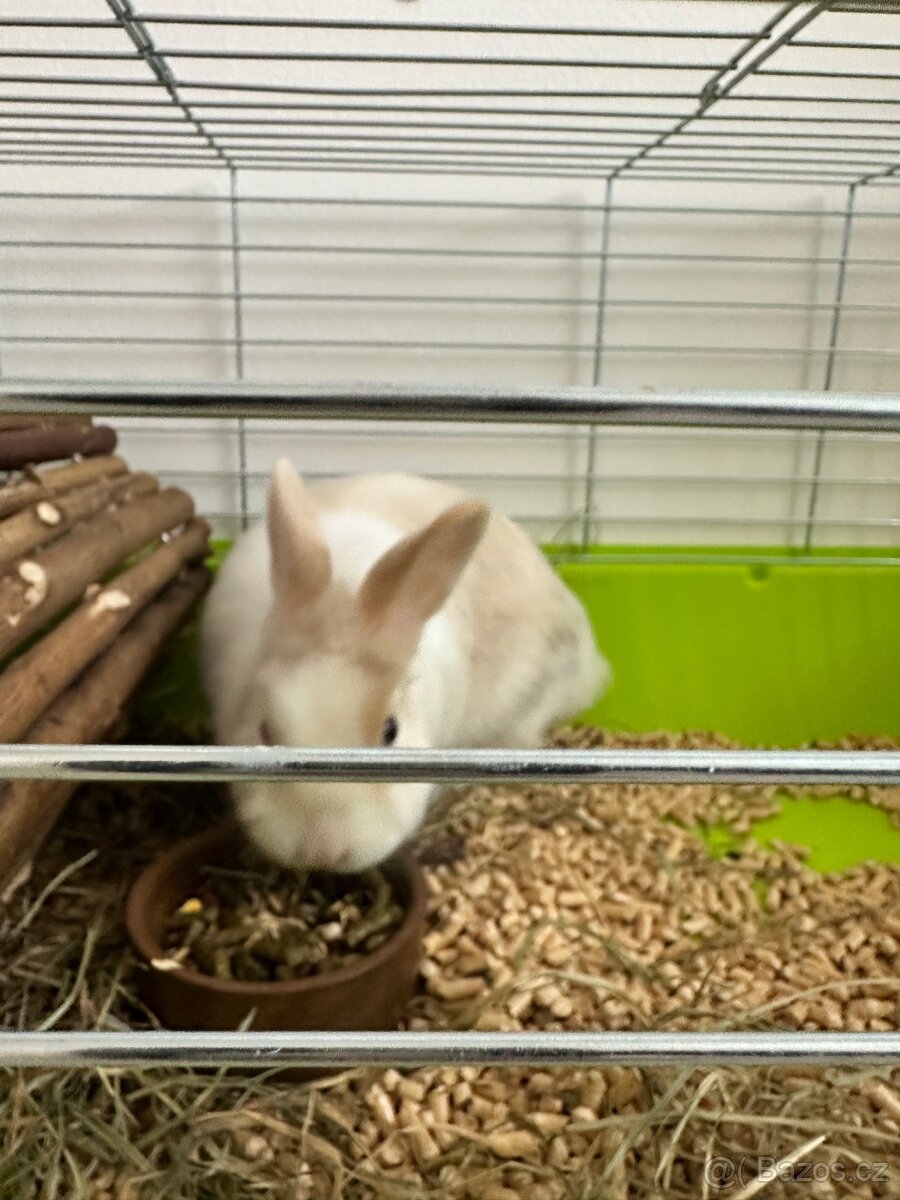 Králík