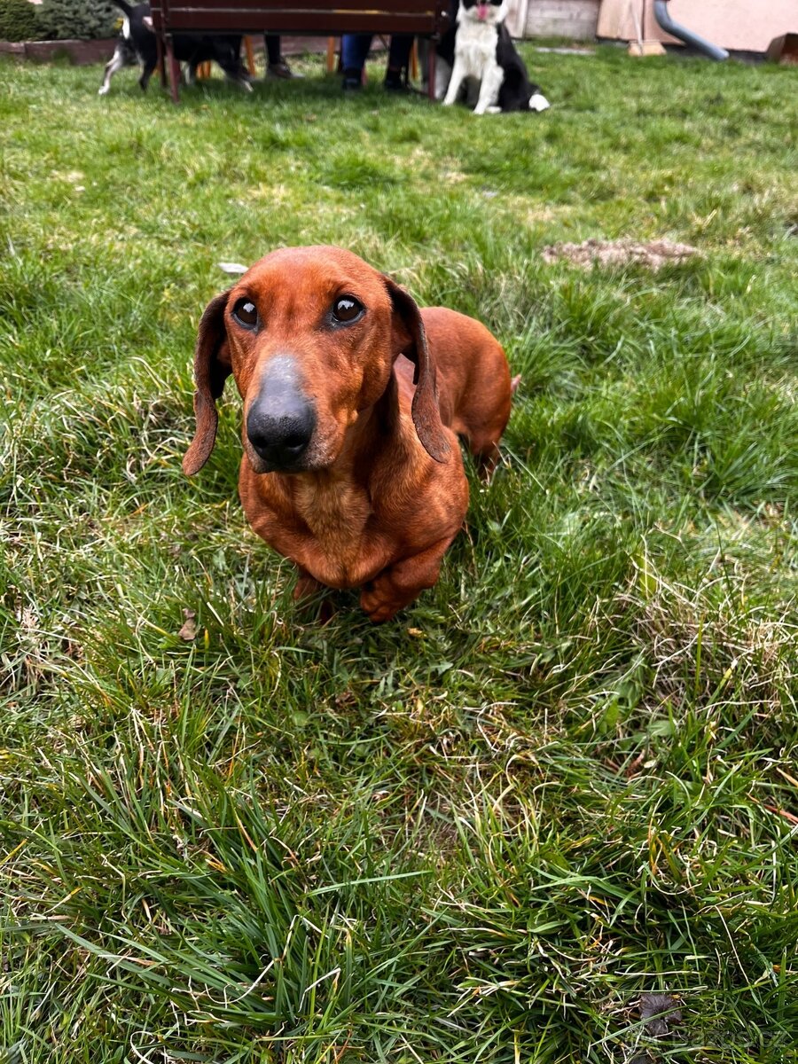 Jezevčík-krátkosrstý s PP