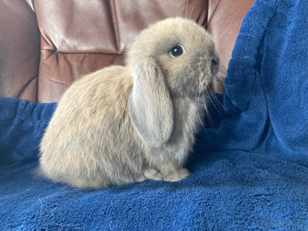 Fluffy - minilop králíček