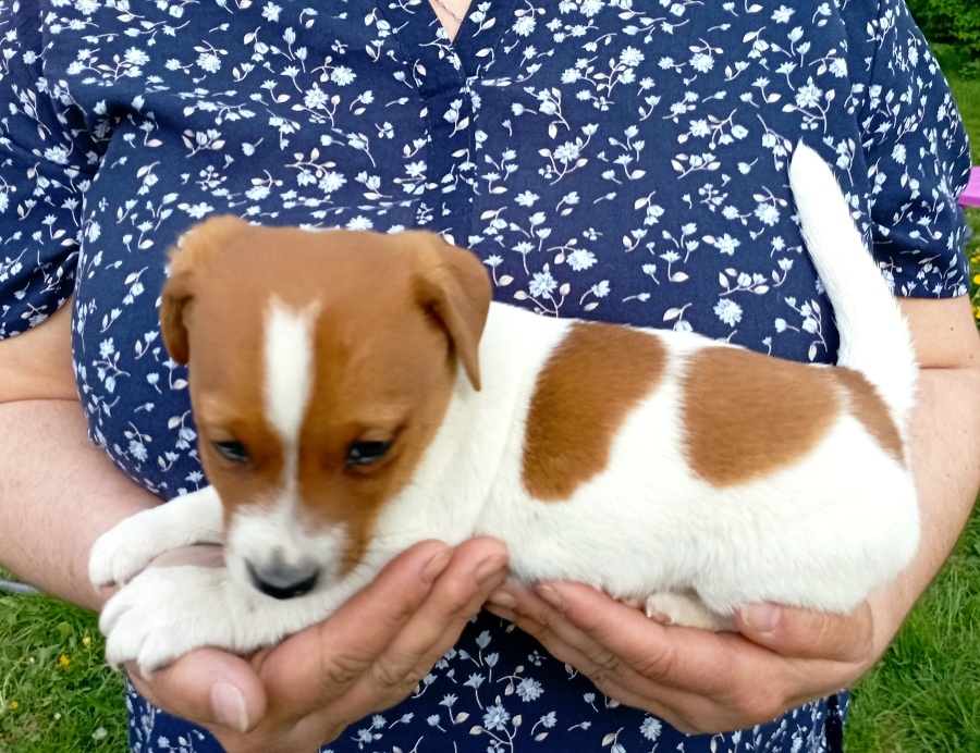 Jack russell terier krásný pejsek