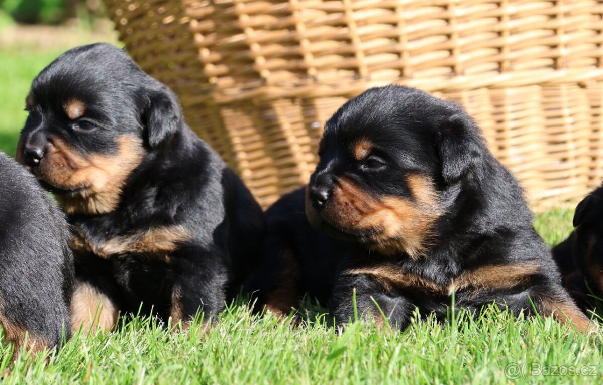 Rotvajler štěně s PP, Rottweiler štěně s PP