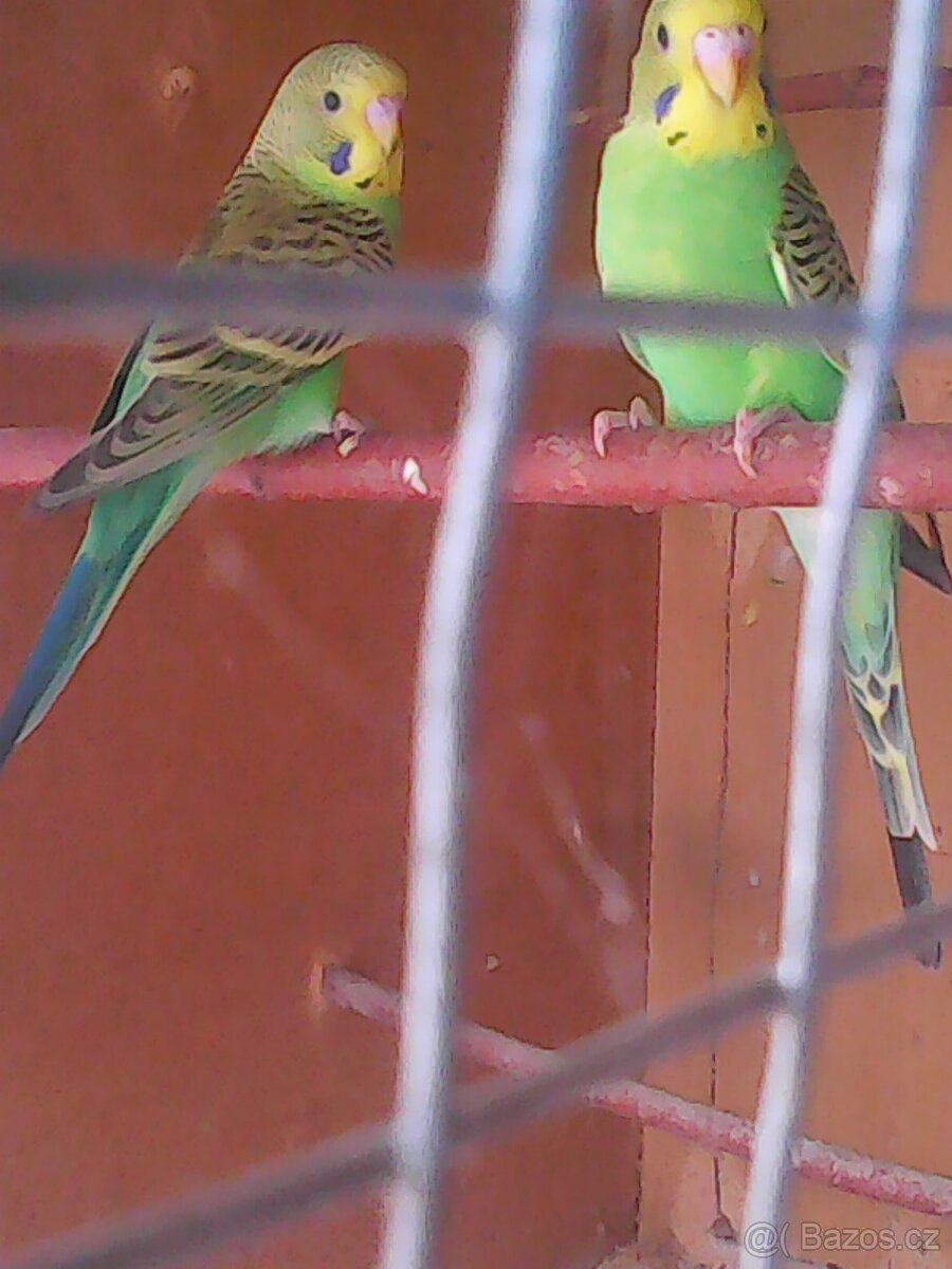 Andulky