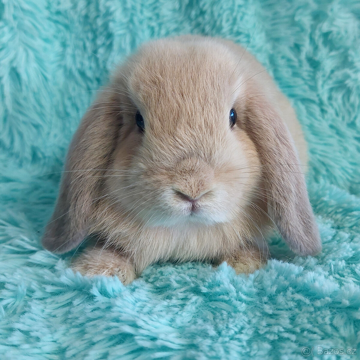 Zakrslý beránek 🍀 MANGO 🍀