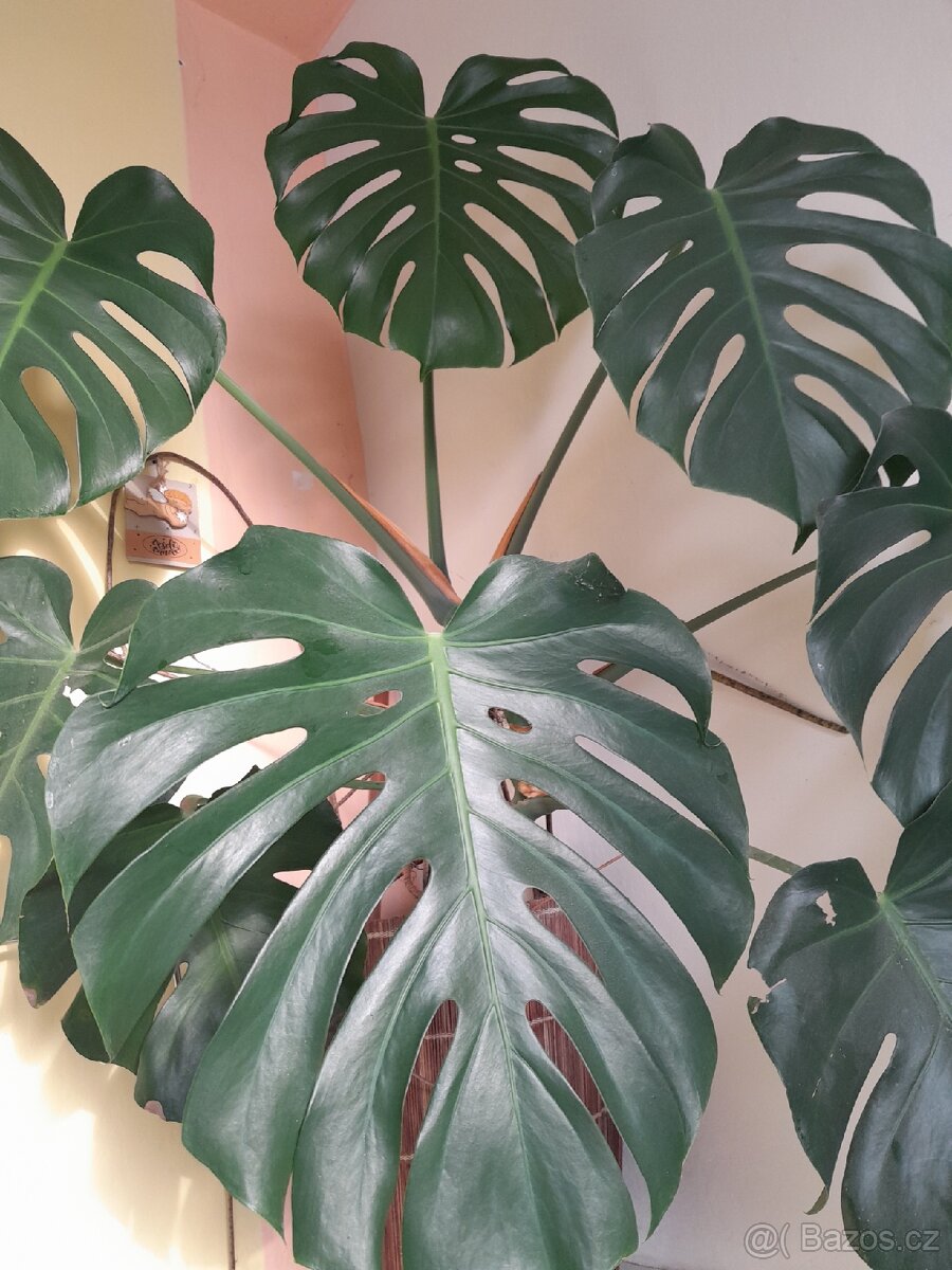 Monstera pokojová rostlina