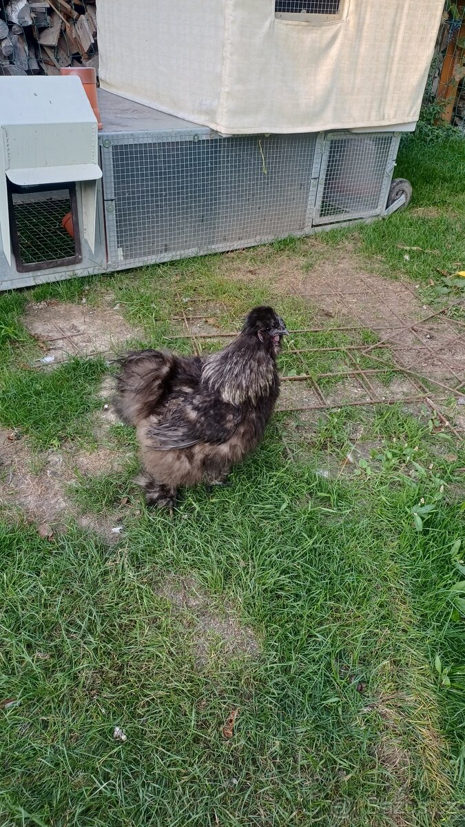 Kohout hedvábnička