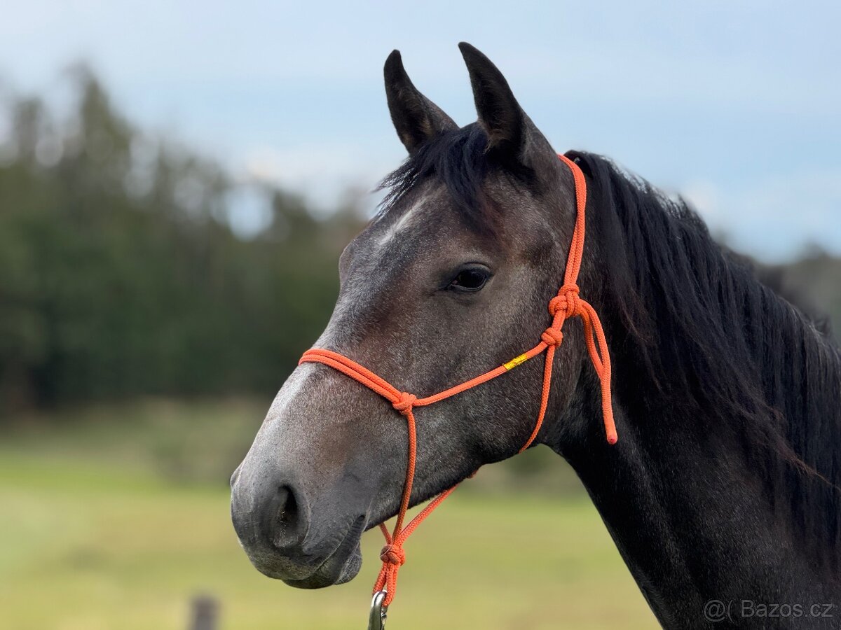 Hřebeček/valášek ČT nar. 3/2024