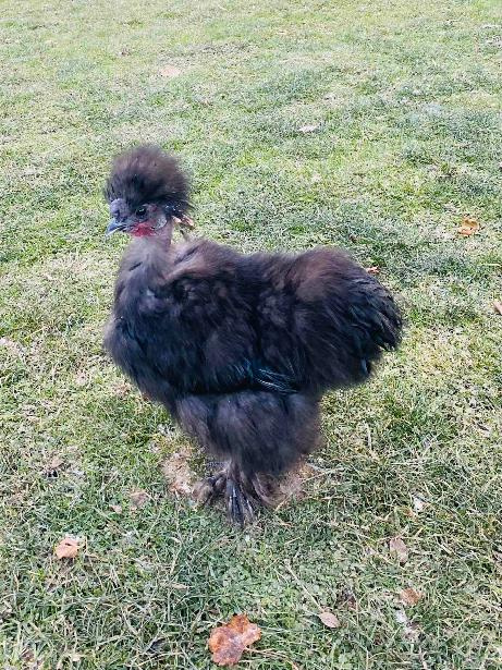 USA silk hedvábnička - kohout