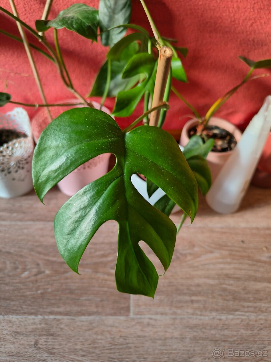 Monstera minima