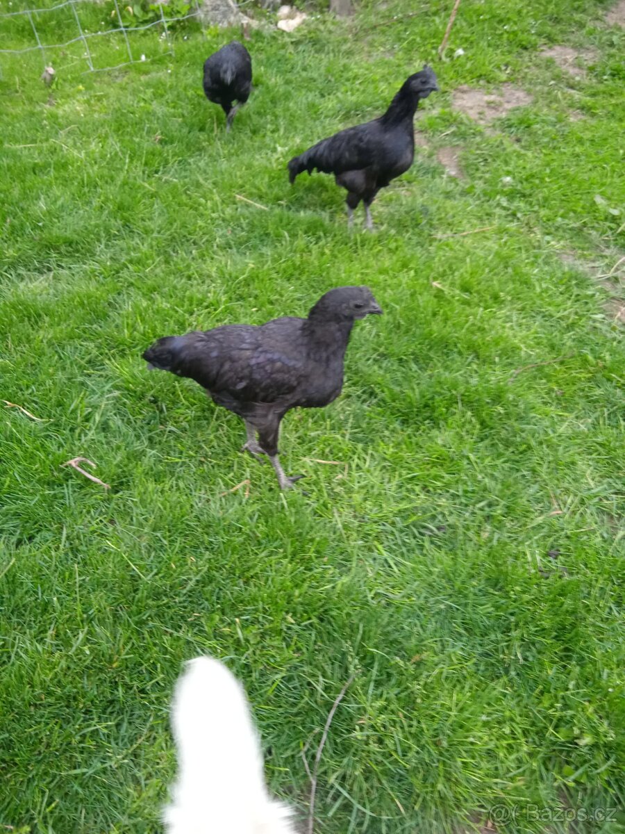 Ayam camani