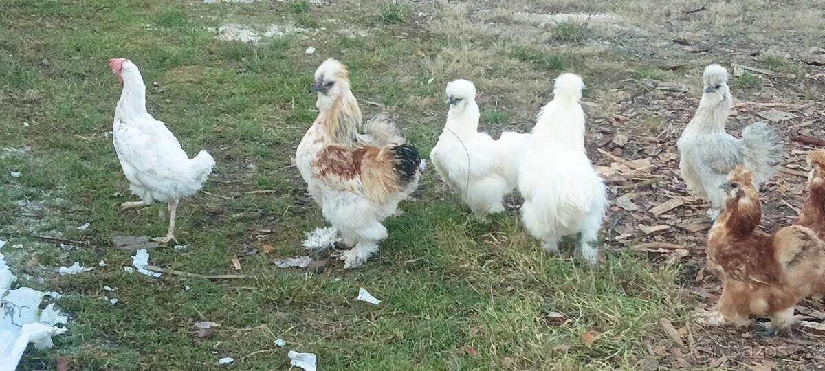 Hedvabničky , ayam Cemani