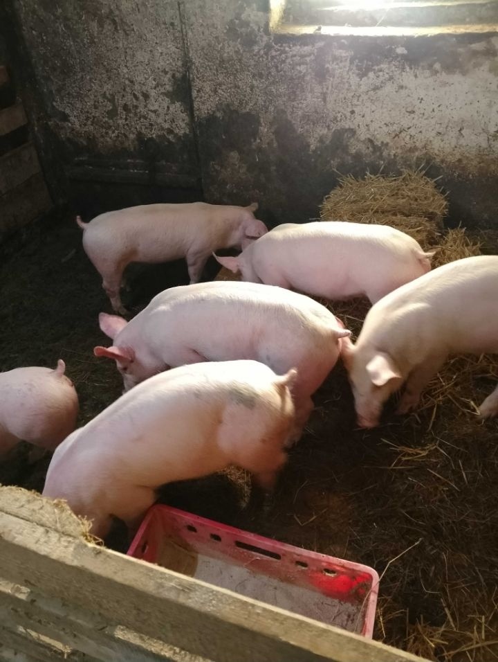 Prodám selata Landrase