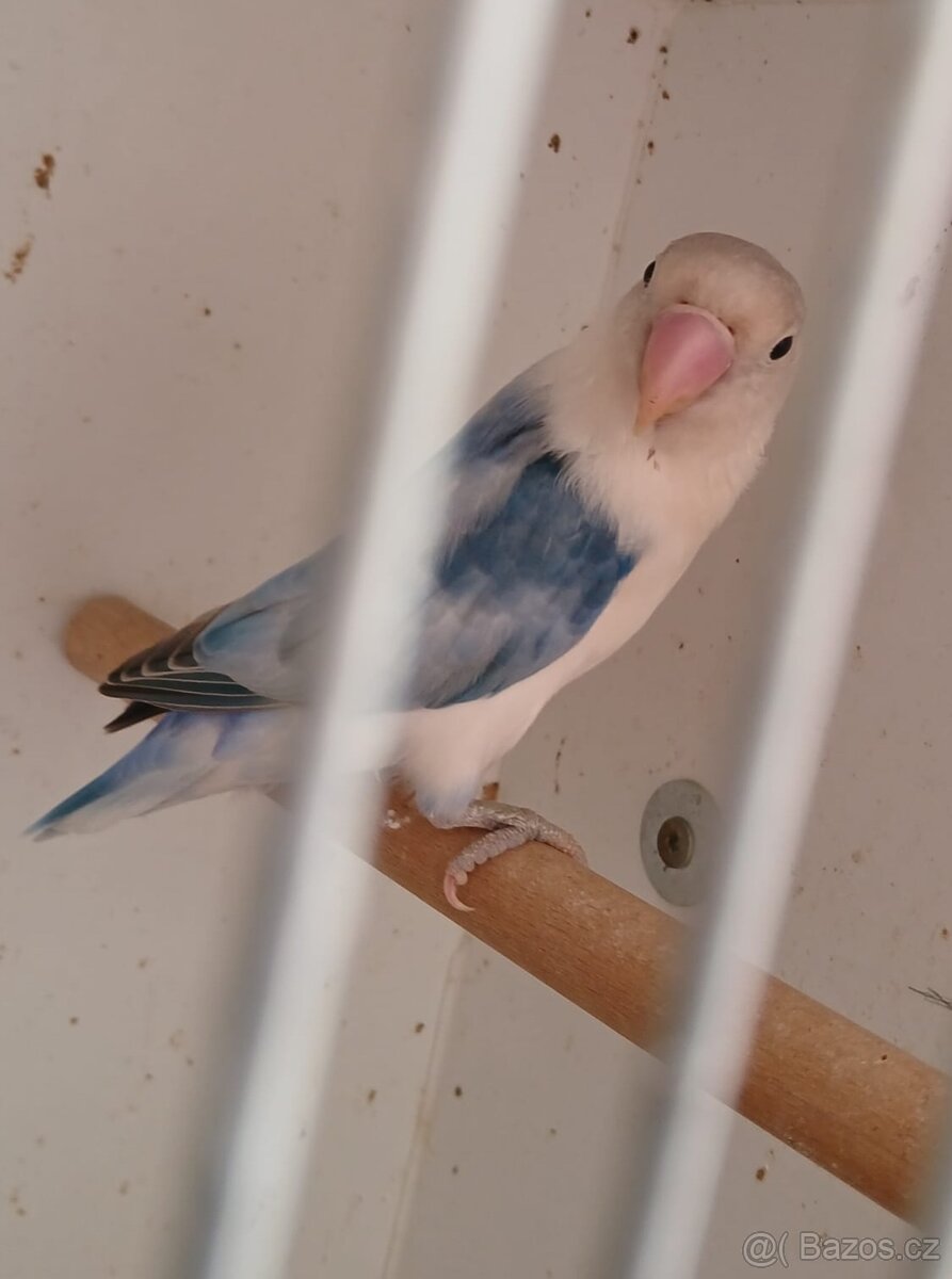 Agapornis Fišerův