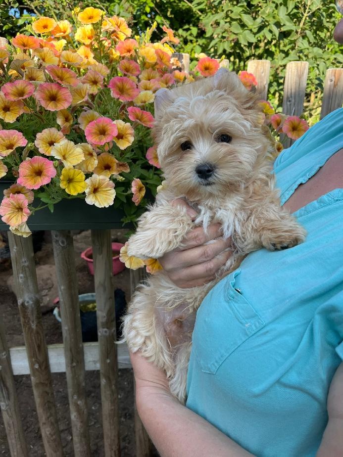 K prodeji pejsek Tik Tok golddust yorkshire terrier