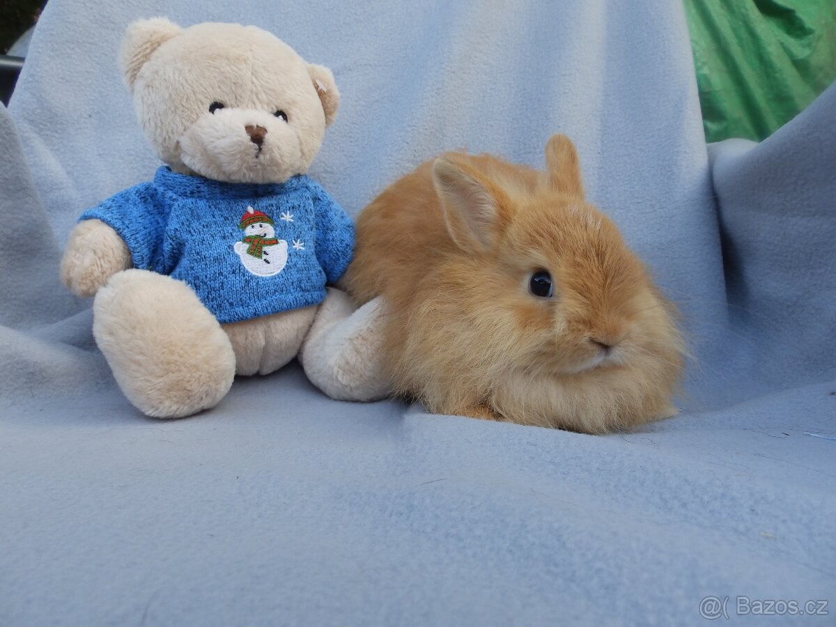 Nádherní liščí králíčci k odběru