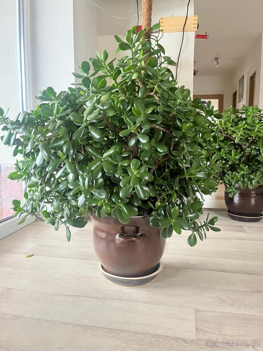 Velká zdravá tlustice