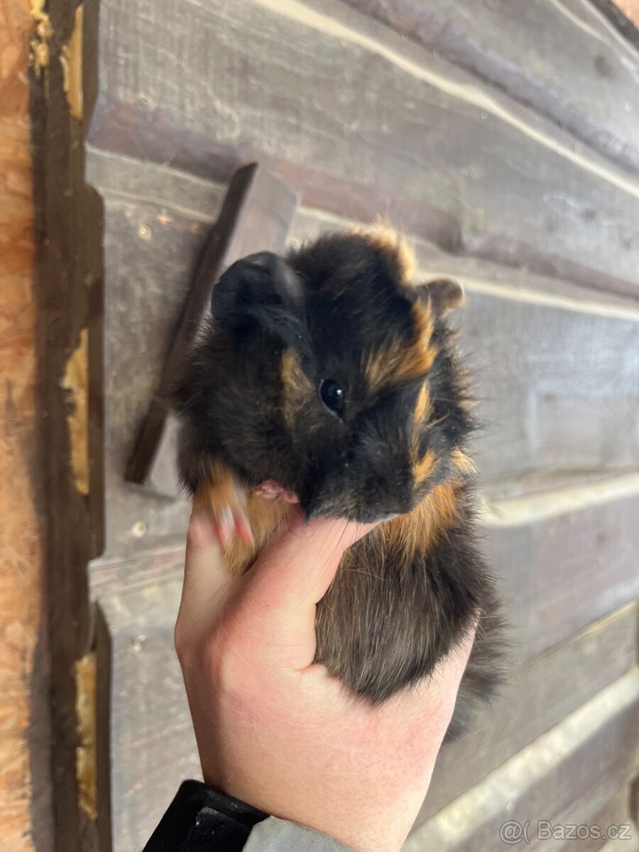 Morčata Ostrava 200,-