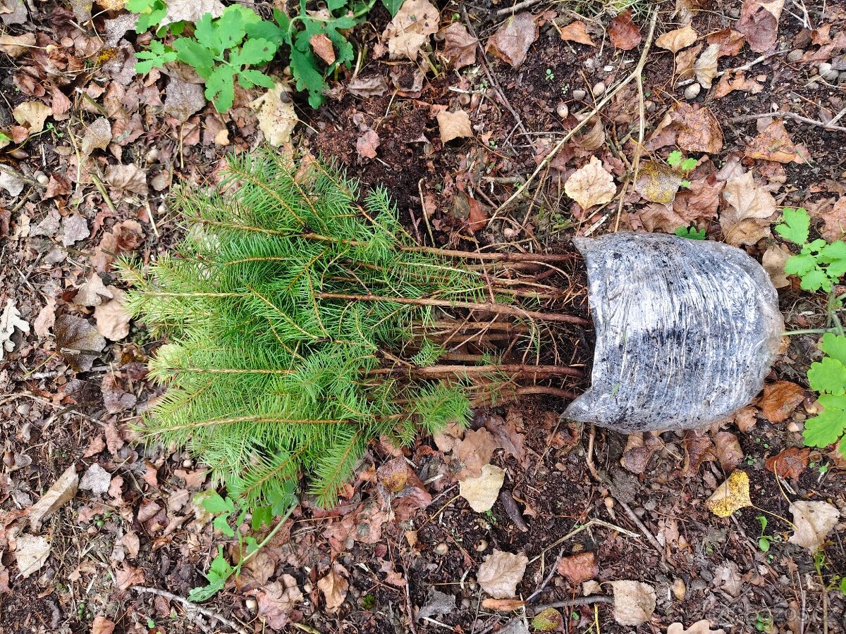 Sazenice douglasky tisolisté