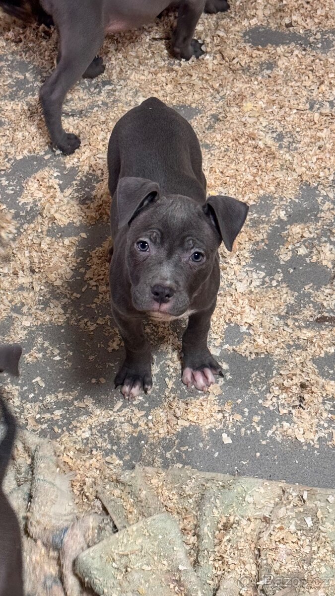 Americký stafordširský teriér