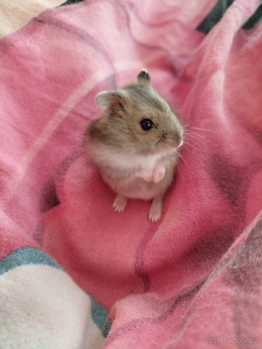 Křeček džungarský sameček